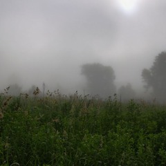 Туман и утро