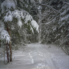Про зиму,лес и лыжню...)