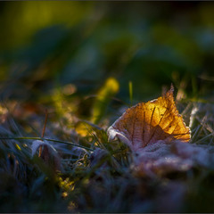 Про холодное утро осени и опавший лист...