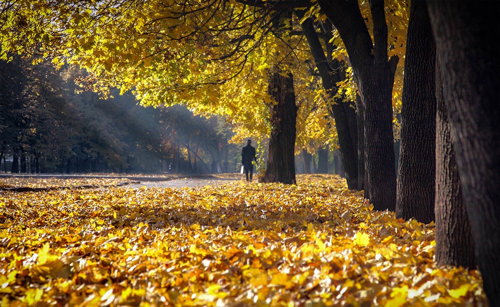 Фото осенний листопад