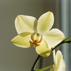 Весняна орхідея