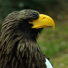 Орел - Американец