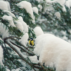 Снігова пастка для птаха