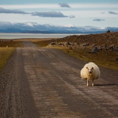одинокая овечка