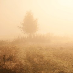 Утро солнечного тумана.