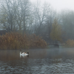 Ранкова тиша.