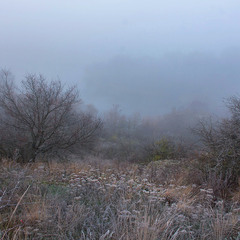 Тумані барви листопада.