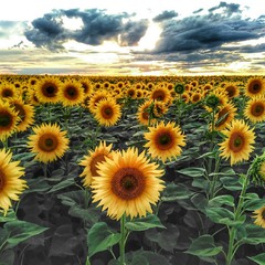 Atomic Sunflower Sunset