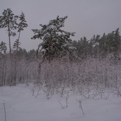 зимовий ліс