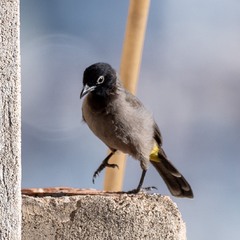 Wight-spectacled Bulbul