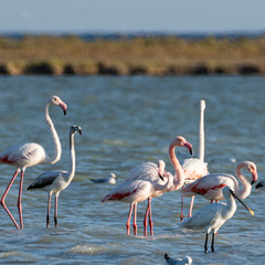 Great Flamingos