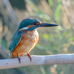 Kingfisher (Зимородок)