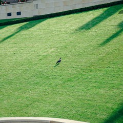 Гуляє птаха по газону