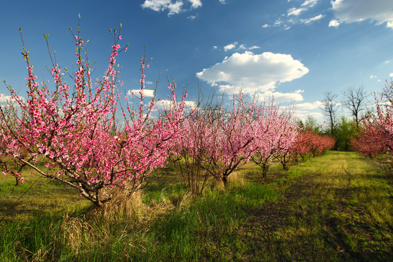 Персик редхейвен. Цветение персикового сада. Персиковые сады бахчисарай. Цветущий абрикосовый сад. Цветение персика в крыму.