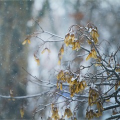 Зимова замальовка. Мокрий сніг