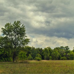 Серія "Паркові походеньки". Хмарний день