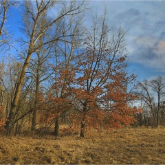 Серія "Паркові походеньки". Навесні