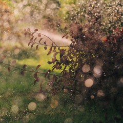 Дощ накрапає