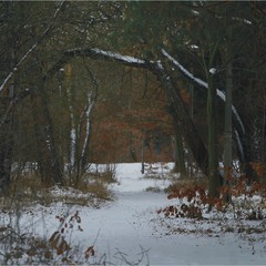 Лісова брама