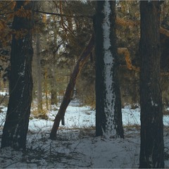 Таємниці соснового бору