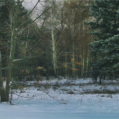 Час, коли ліс зустрічає прохолодно.