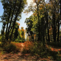 Стежка осені