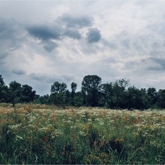 Між високих трав