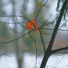 Останній рудий