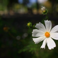 Біла квітка