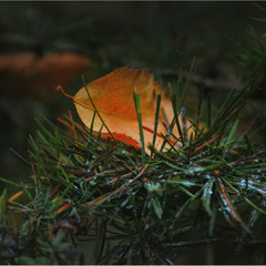 Серія "Чари природи". Дочекався...