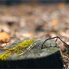 Серія "Куточок природи". Весняна замальовка