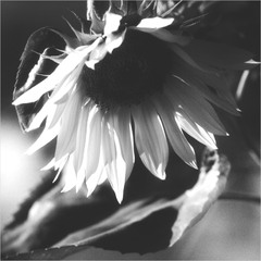 Той що слідує за сонцем