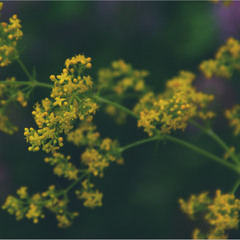 Серія "Чари природи". Польова квітка, краса Землі