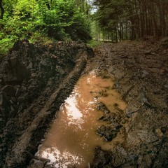 Серія "Чари природи". Після дощу