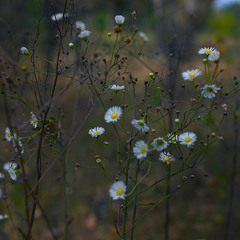 Серія "Чари природи". Квіти лісу