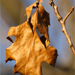 Серія "Чари природи". Ще є сили триматися