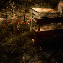 Вечерний Сад Фото