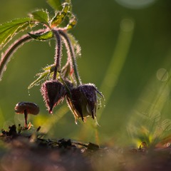 Не сон трава (портрет с грибом)