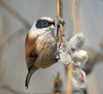 Ремез звичайний (Remiz pendulinus)