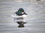 Гоголь зеленоголовий, самець (Bucephala clangula)