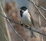 Вівсянка очеретяна (Emberiza schoeniclus)