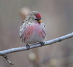 Сумна чечітка