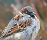 Горобець хатній, самець (Passer domesticus)