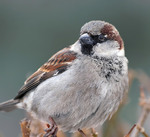 Горобець хатній, самець (Passer domesticus)
