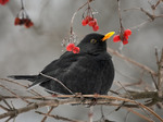 Дрізд чорний, самець (Turdus merula)