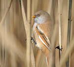 Замаскувалась