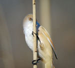 А я тебе бачу!