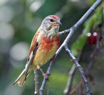 Коноплянка (Linaria cannabina)