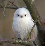 Фото на паспорт, але в інтер'єрі