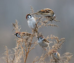 Про горобчиків